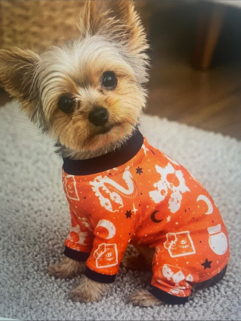 Orange Halloween Print Dog Pajamas with Black Trim